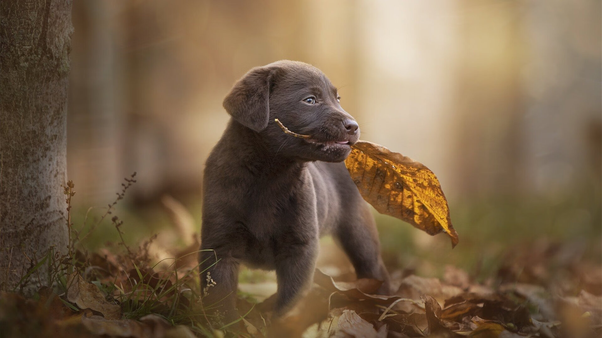 殿堂与革命之间,鲁德的双面传奇,在精密计算与血脉贲张中重塑网球唯一性