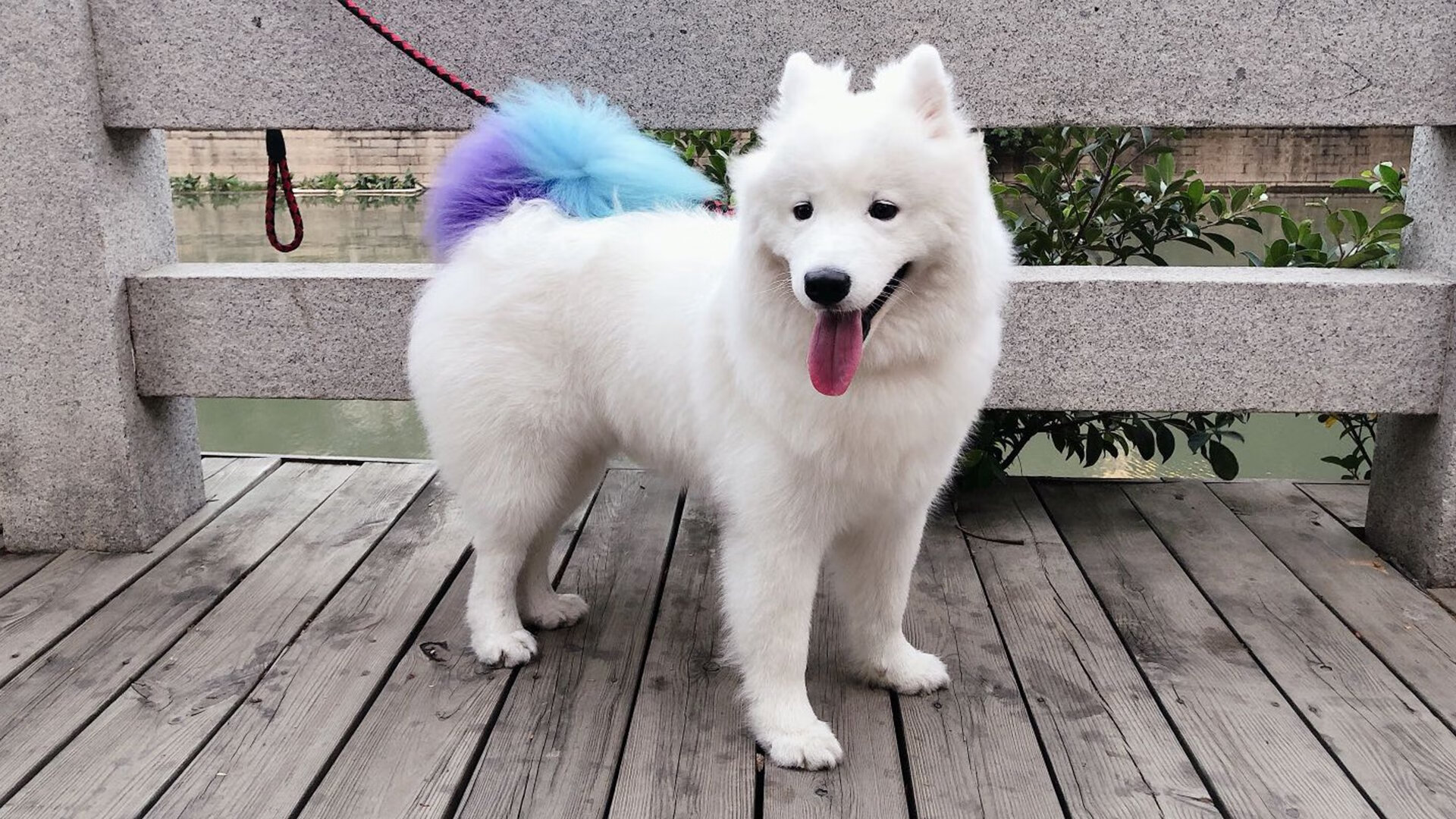 宿敌终章，勒克莱尔如何率领梅赛德斯，上演F1史上最不可能的逆转