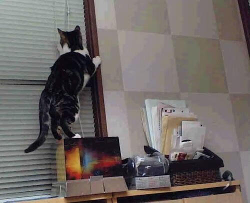 霍勒迪末节19分上演天神下凡!浙江队17分惊天逆转雷霆