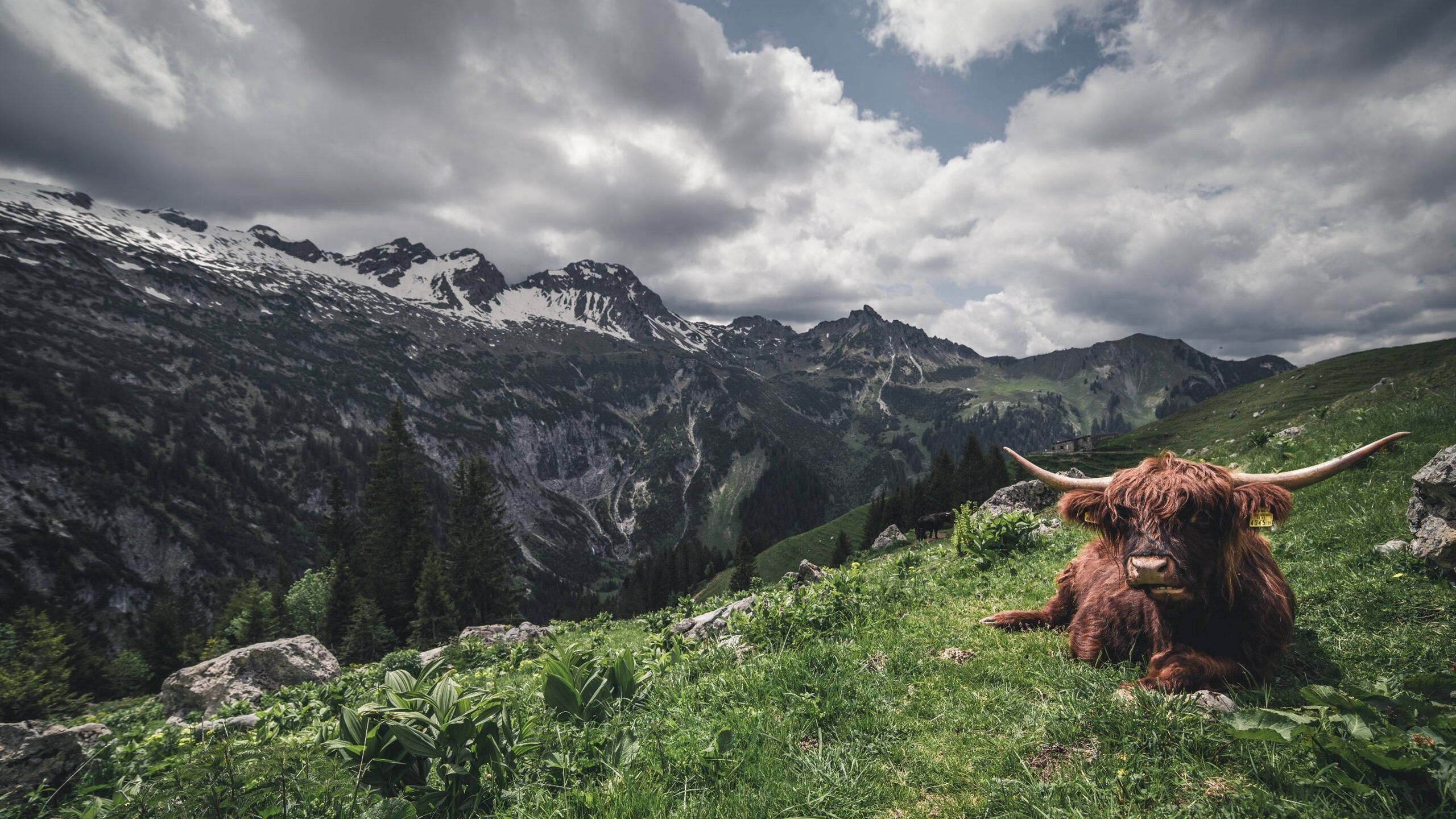 东方雄鹿撼动城墙，西方大帝加冕巴黎