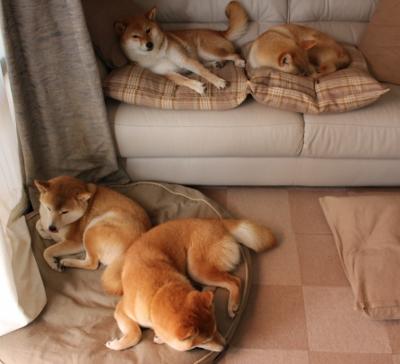 鲨鱼不死，只是鲸吞，上海20分逆转篮网，小贾伦无解攻防定义存在感