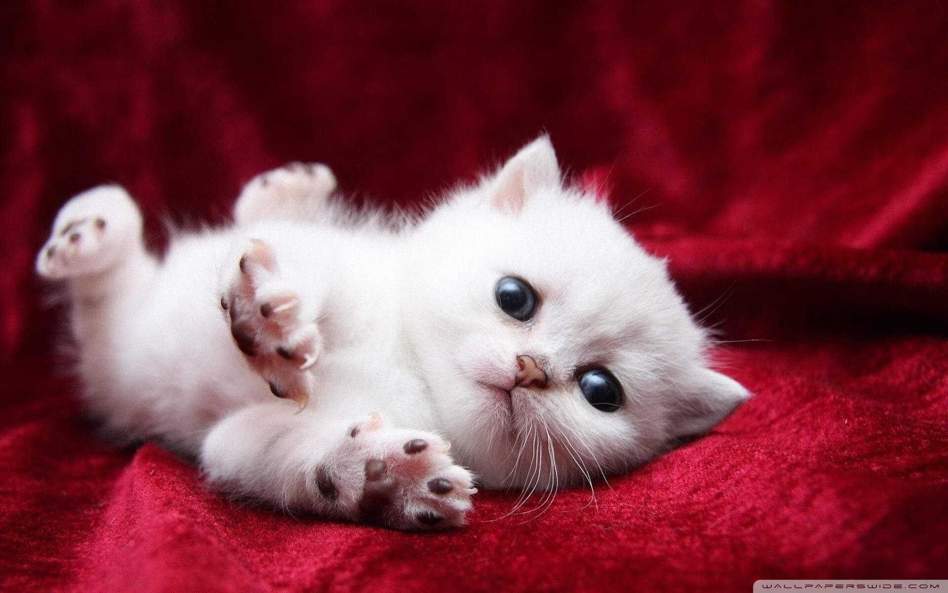 一锤定音，加克波冠军级表现闪耀赛场