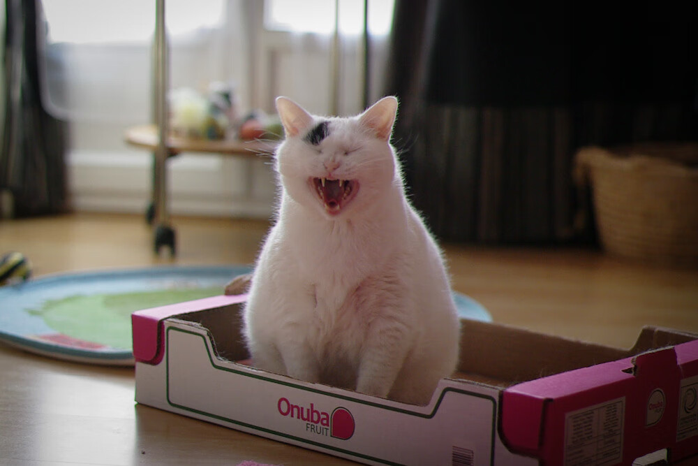 平行宇宙的钢铁风暴，当广厦打穿鹈鹕，范弗利特双线封神