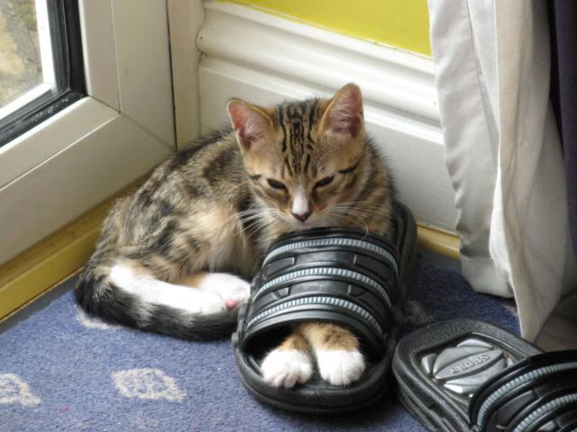 赛道与绿茵的交汇点，当塞内加尔绝杀秘鲁的回响响彻蒙扎赛道