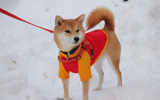数据迷宫里的北欧童话，当瑞典程序员用代码碾压了皇家社会
