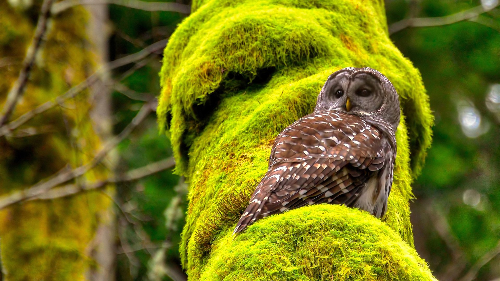 战神临渊!德罗赞52+7+6血战破深圳铁阵,当世乔丹降临东方