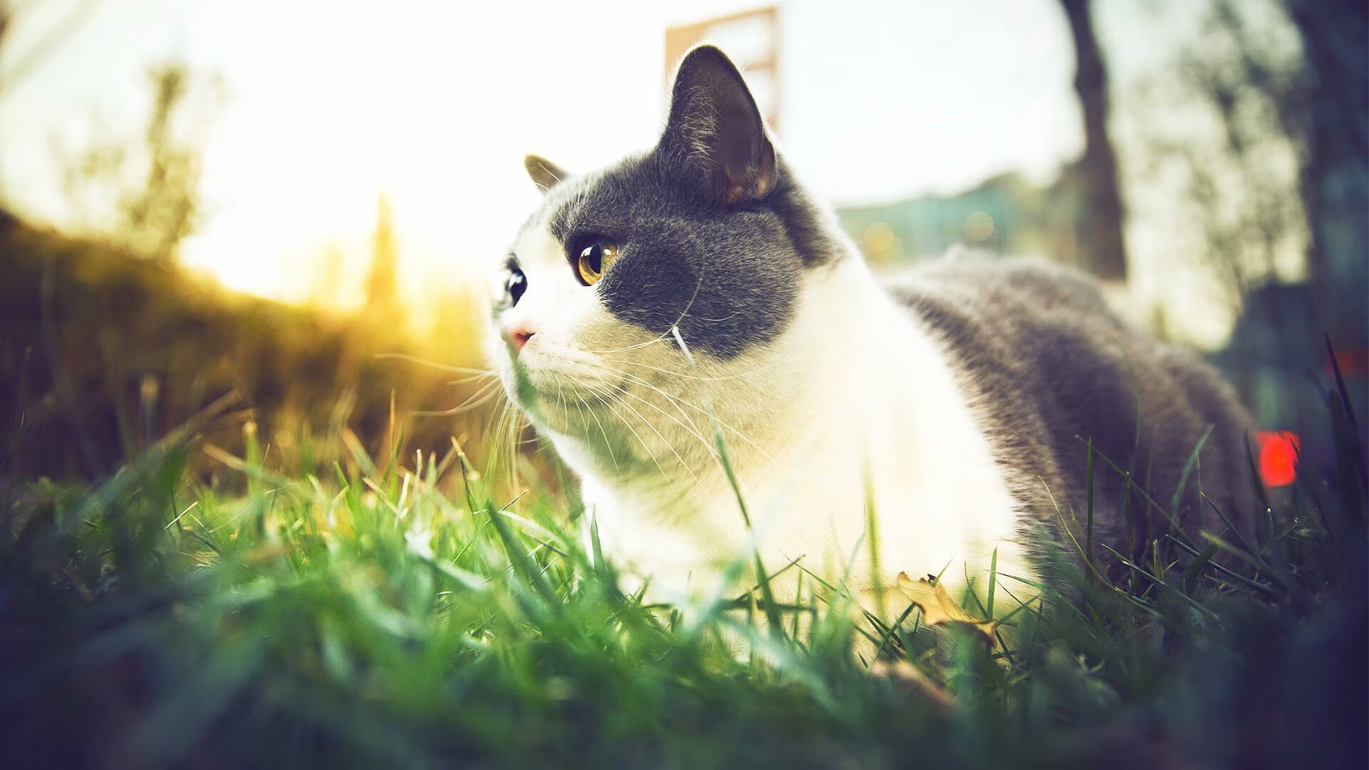 逆寒而上，吉林硬骨碎雷霆，拉文于绝境绽星芒