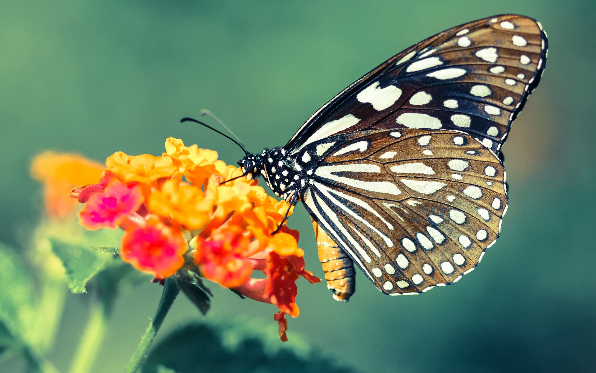 解锁新维度,字母哥如何从猛兽蜕变为真正的关键先生