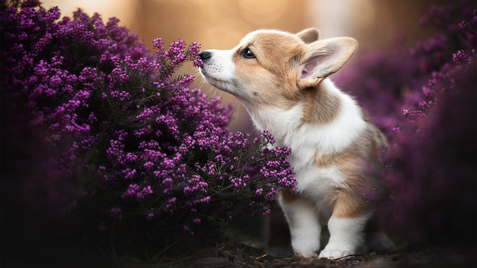 绿茵史诗，当阿散蒂战鼓遇上雅典娜，唯有萨拉赫的频段永不中断