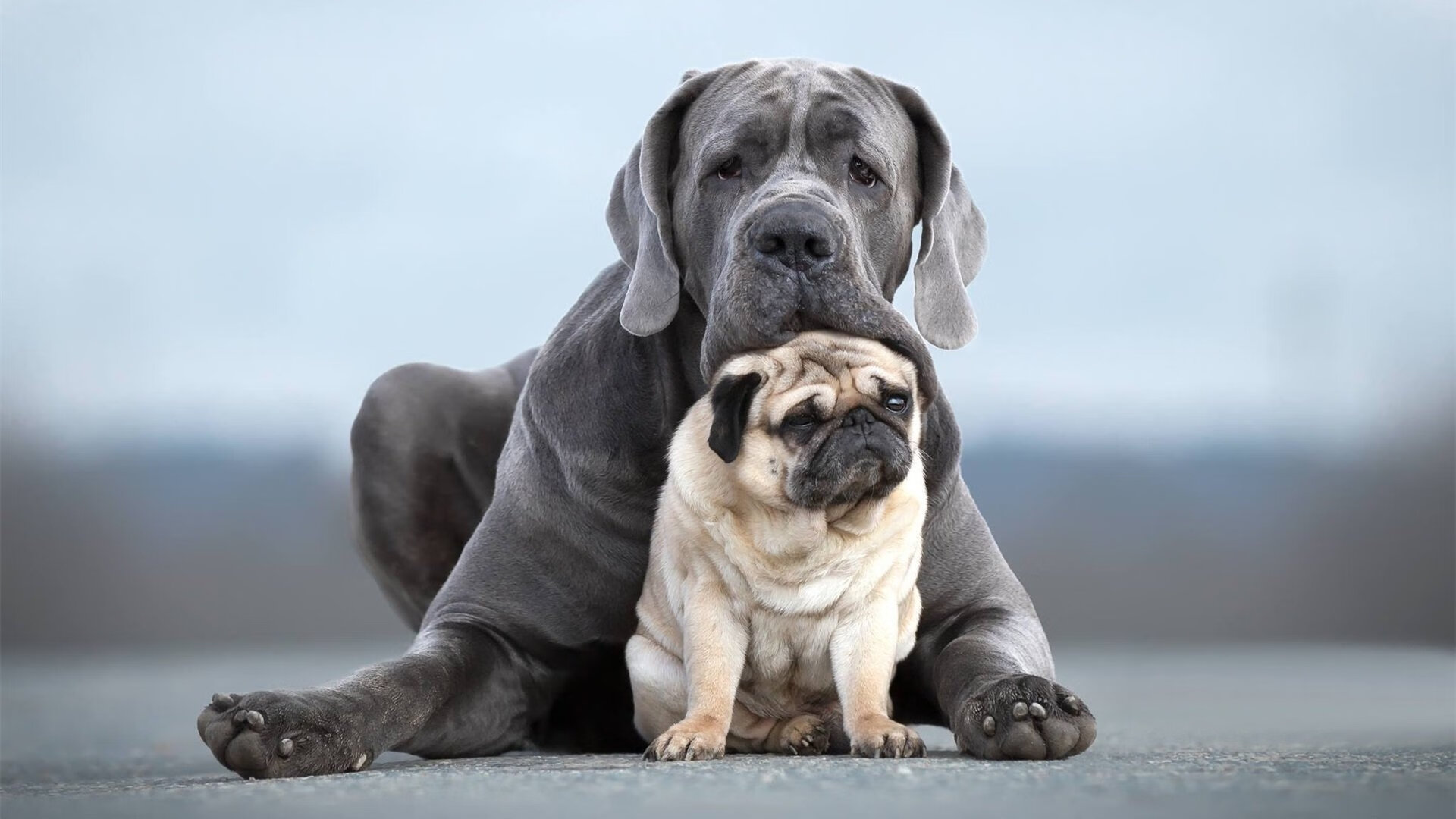 双重世界,爆冷夜与关键先生