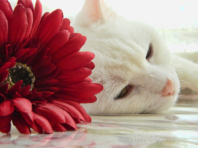 守护蓝白荣耀，麦迪逊花园见证尼克斯击碎国王的黄金远征