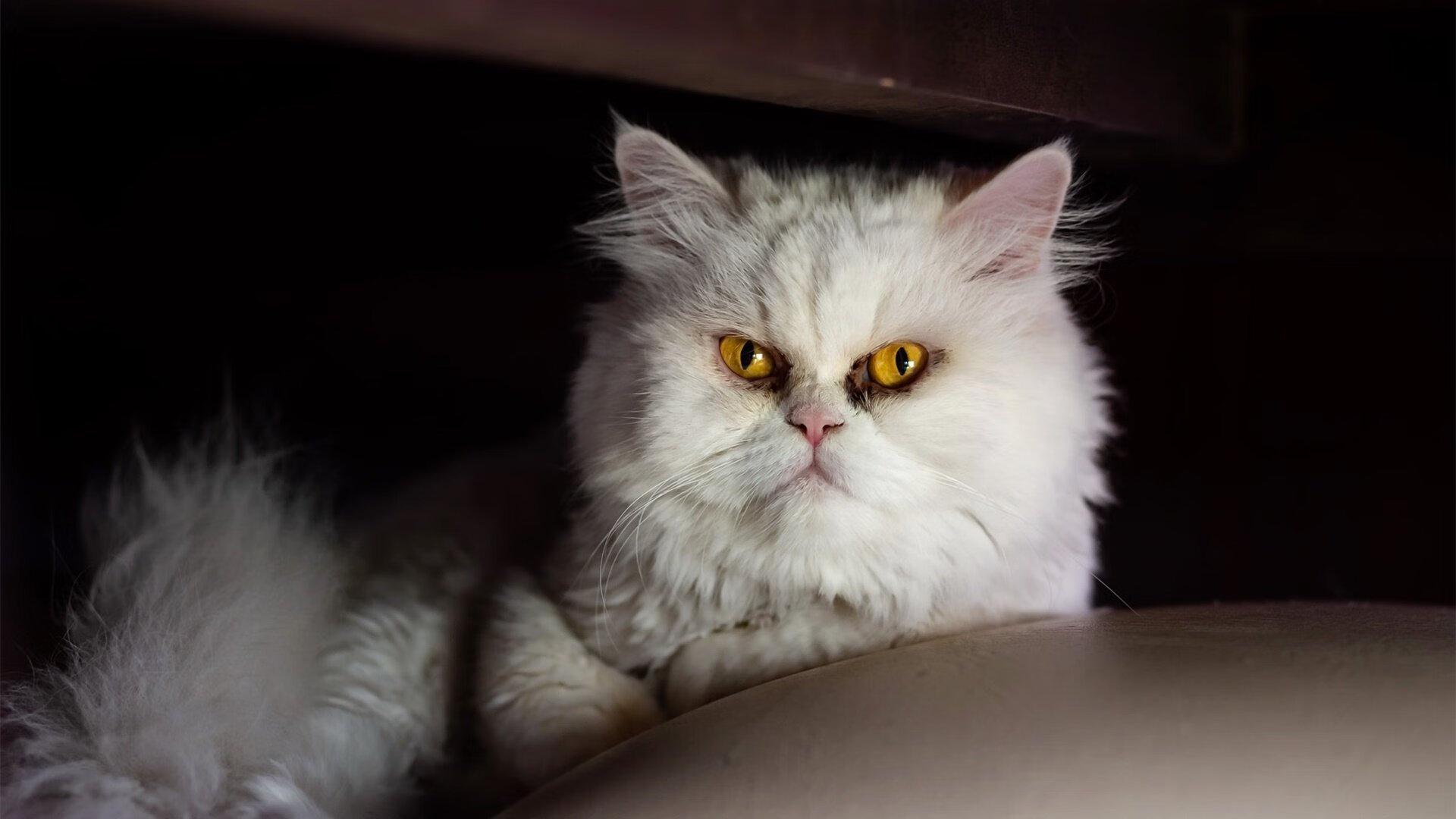 数据幽灵姆巴佩，在韩国4-3奥地利之战中定义完美