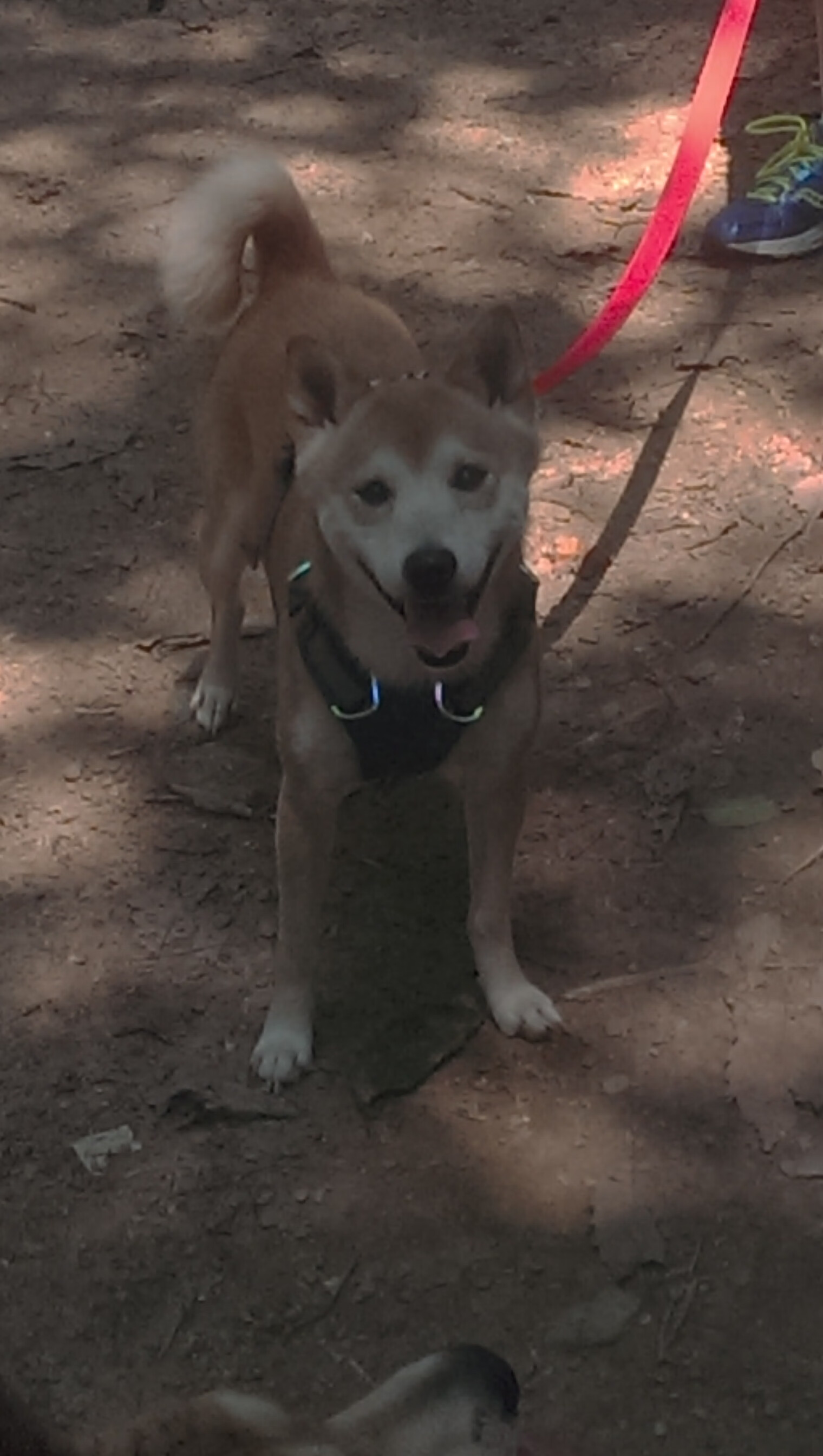 绝杀前0.3秒，切特用两根手指掌控了比赛胜负